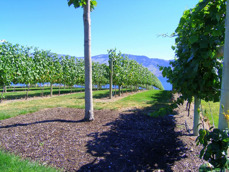 Keywords: Mission Hill Estate Winery