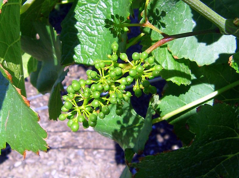 Keywords: Mission Hill Estate Winery