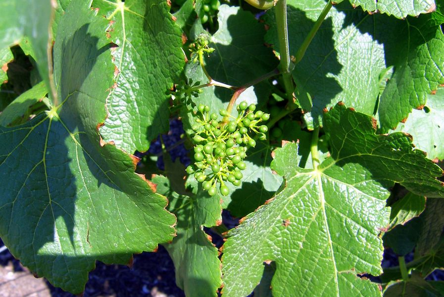 Keywords: Mission Hill Estate Winery