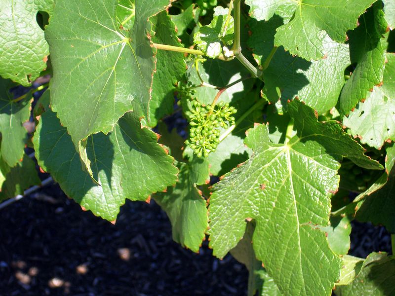 Keywords: Mission Hill Estate Winery