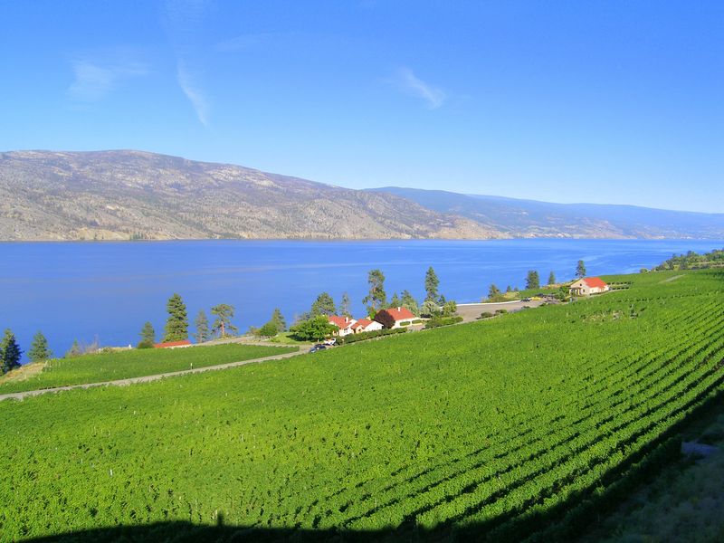 Looking down on the vineyard
Keywords: Greata Ranch Estate Winery