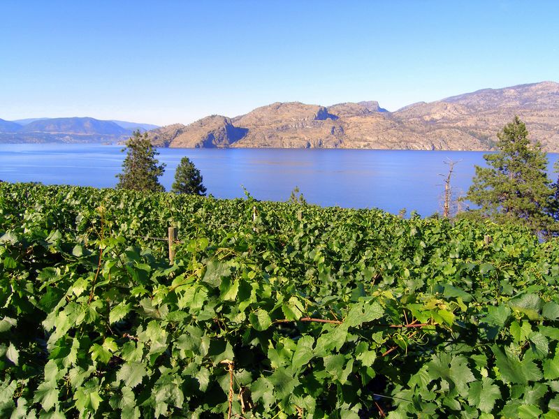 Looking northeast up Okanagan Lake over the grapes
Keywords: Greata Ranch Estate Winery