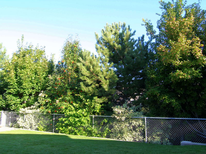 Our gorgeous backyard
