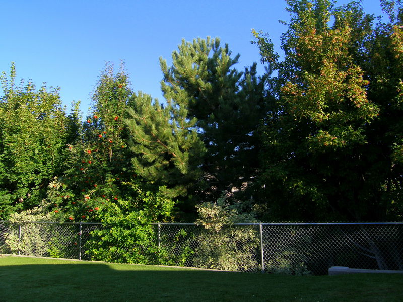 Our gorgeous backyard
