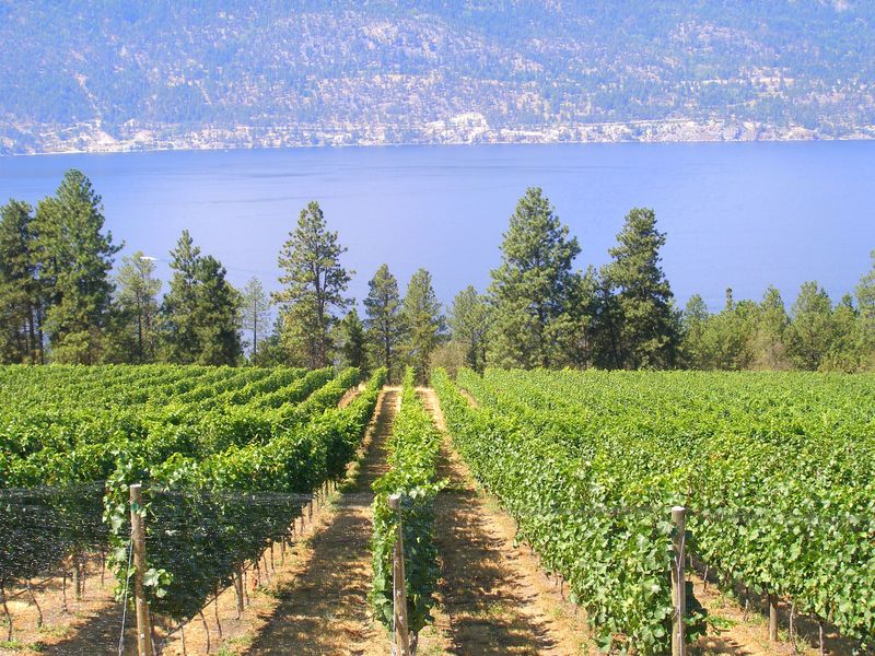 Arrowleaf Cellars
