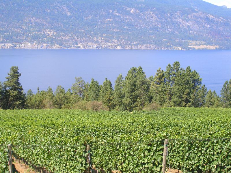 Arrowleaf Cellars
