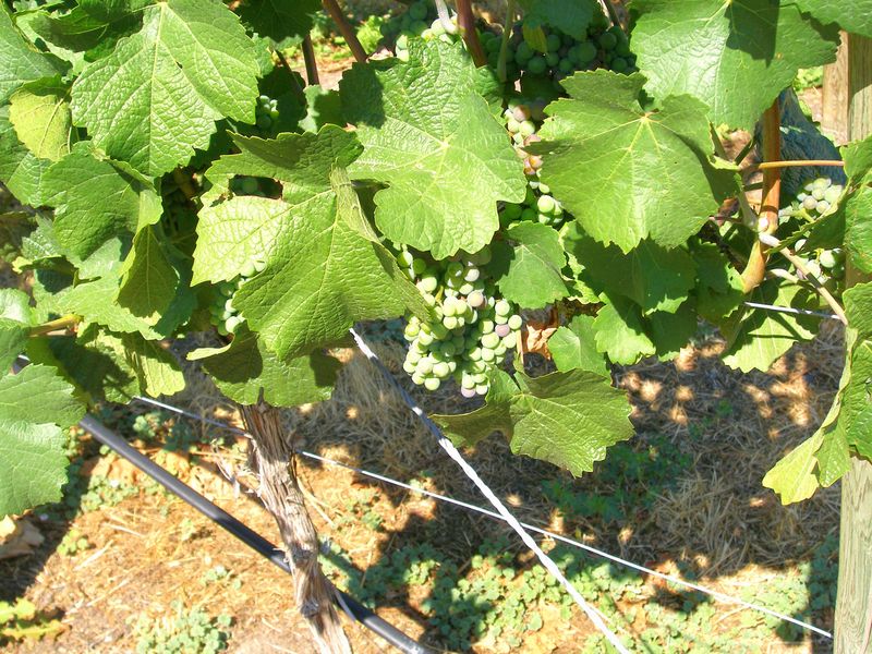 Arrowleaf Cellars
