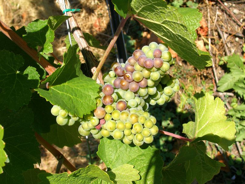 Arrowleaf Cellars
