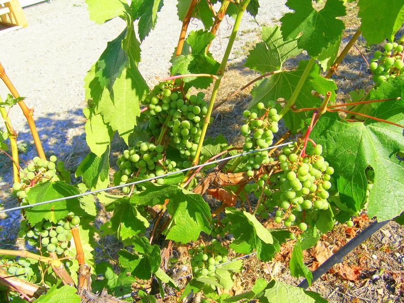 CedarCreek Estate Winery
