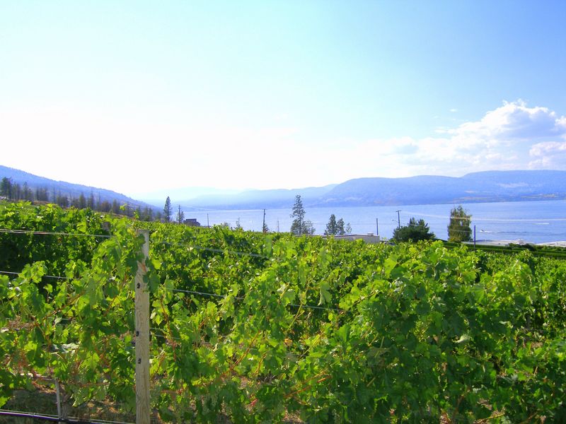 CedarCreek Estate Winery
