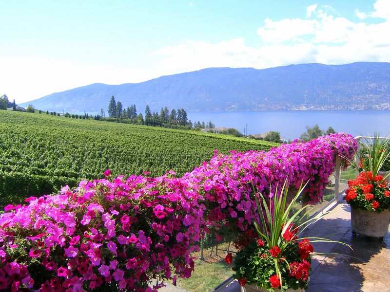 Keywords: Gray Monk Estate Winery