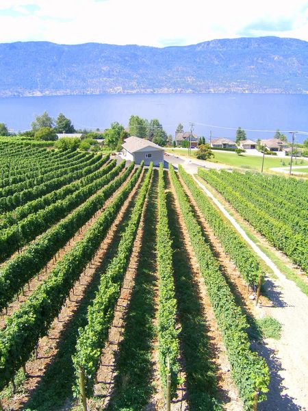 Keywords: Gray Monk Estate Winery