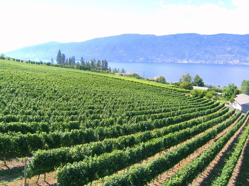 Keywords: Gray Monk Estate Winery