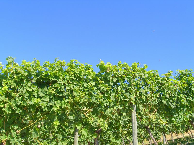 Keywords: Gray Monk Estate Winery