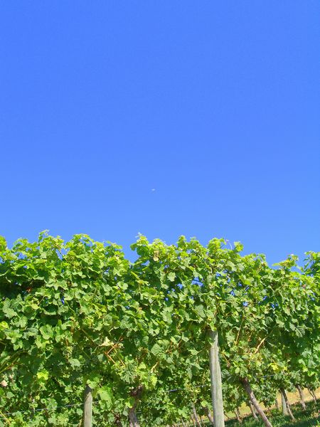 Keywords: Gray Monk Estate Winery