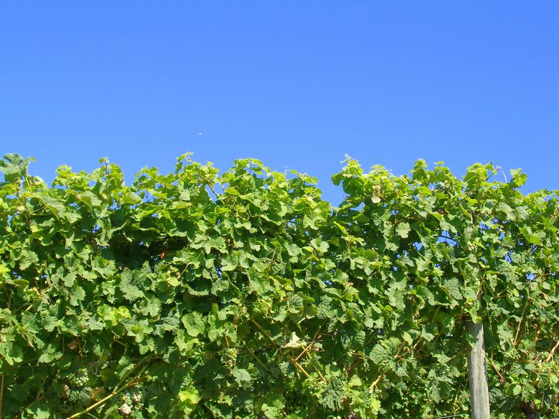 Keywords: Gray Monk Estate Winery