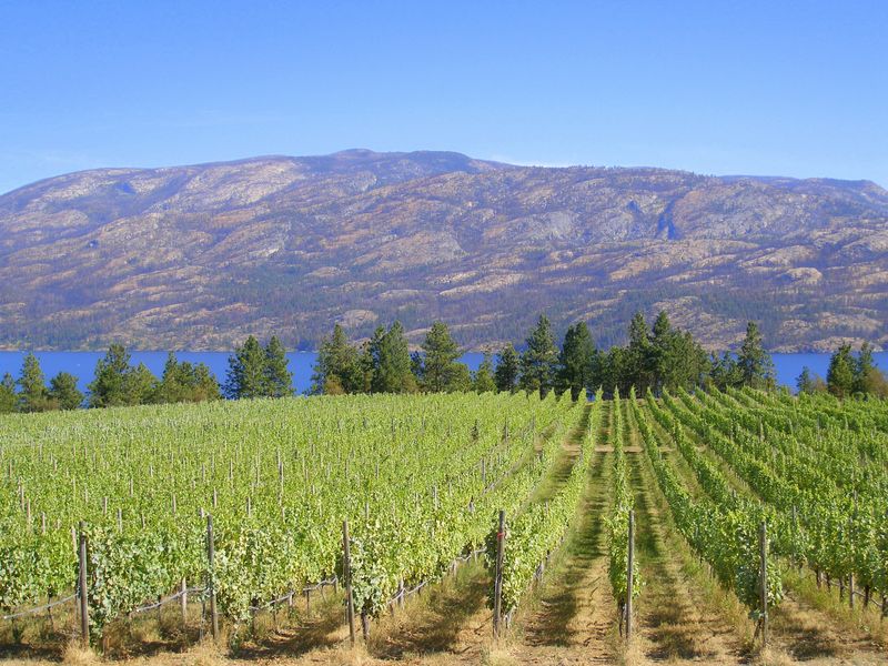 Keywords: Hainle Vineyards Estate Winery