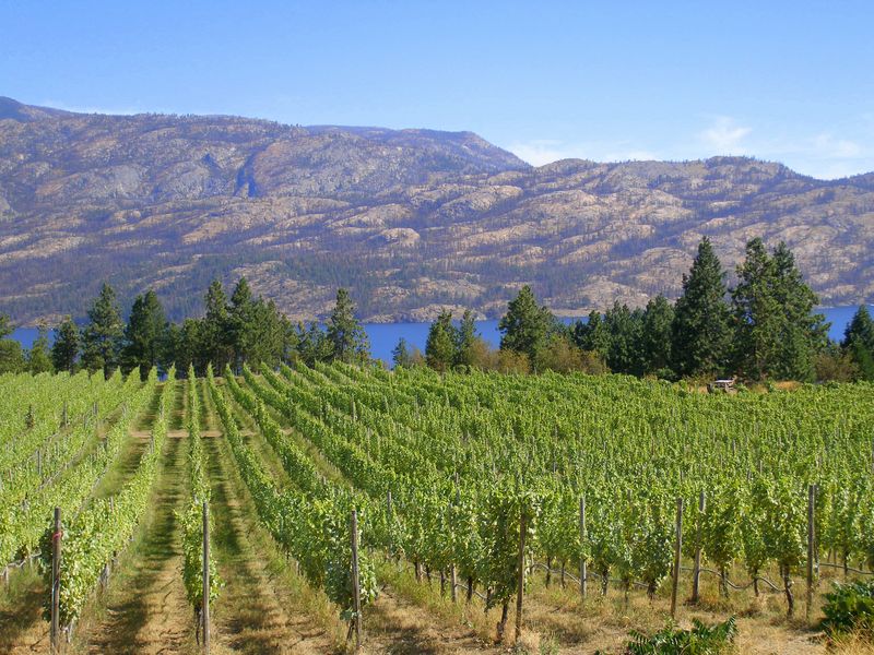 Keywords: Hainle Vineyards Estate Winery