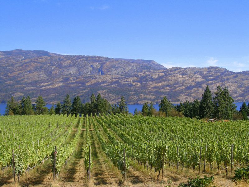 Keywords: Hainle Vineyards Estate Winery