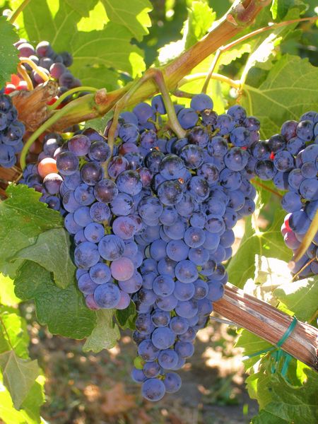 Keywords: Poplar Grove Winery