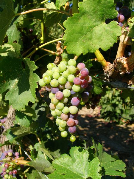 Keywords: Poplar Grove Winery