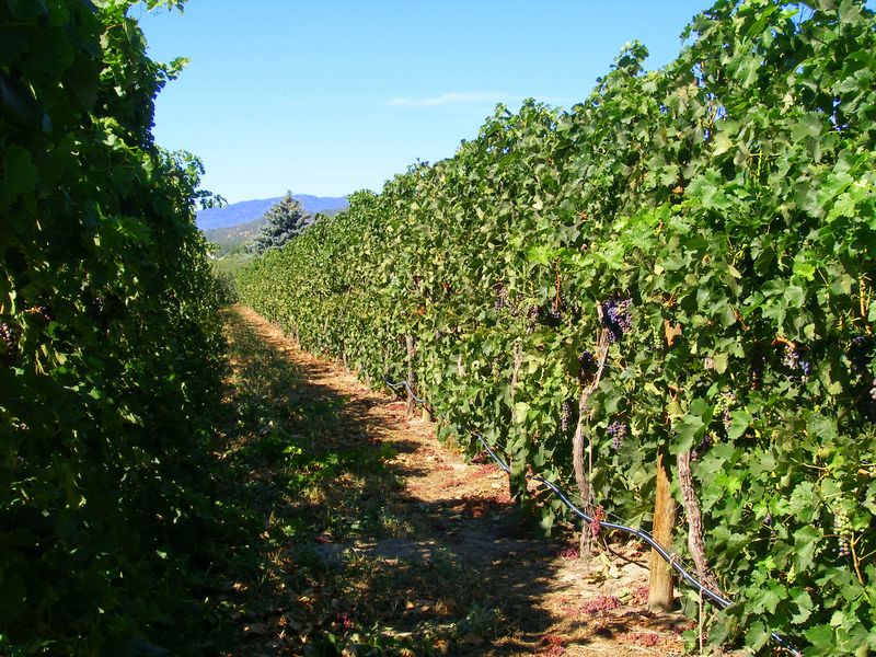 Keywords: Poplar Grove Winery