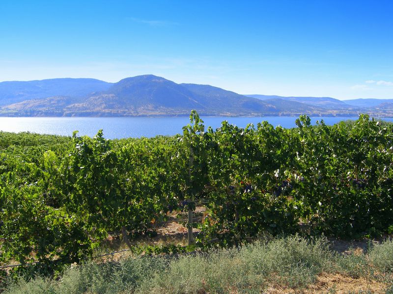 Keywords: Poplar Grove Winery