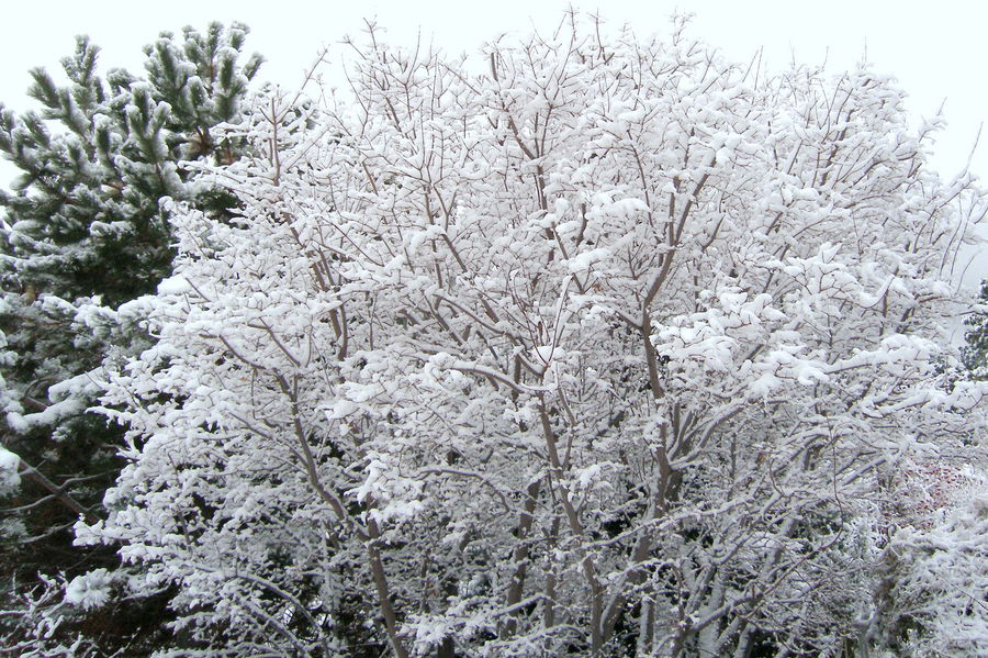 November snow
