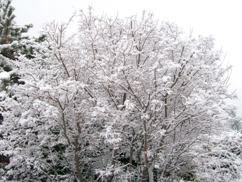 November snow
