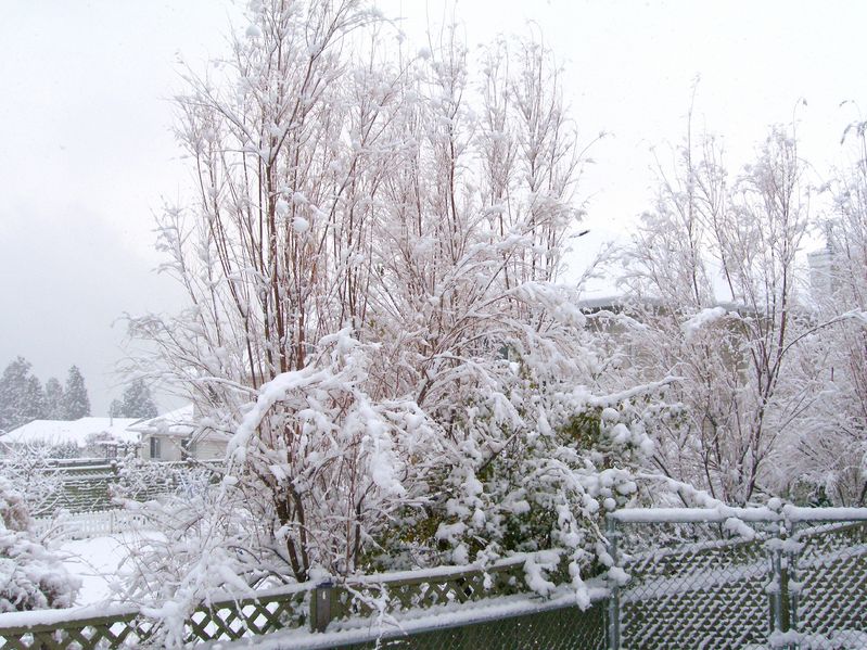 November snow
