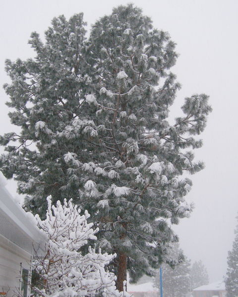 Snowy tree
