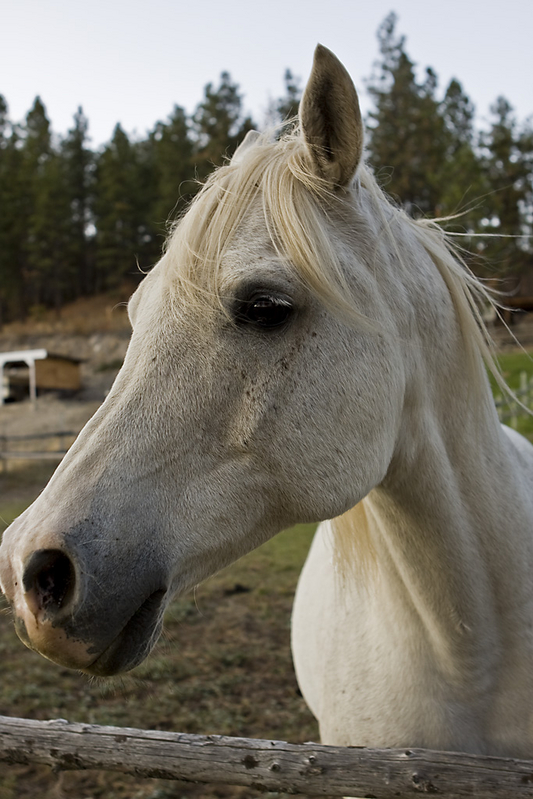 He's not our horse, but he's our favorite horse and we've dubbed him "White Horse"
