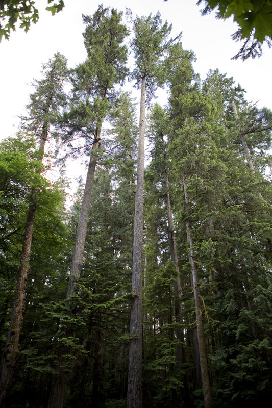 Giant cedars just outside Port Alberni
