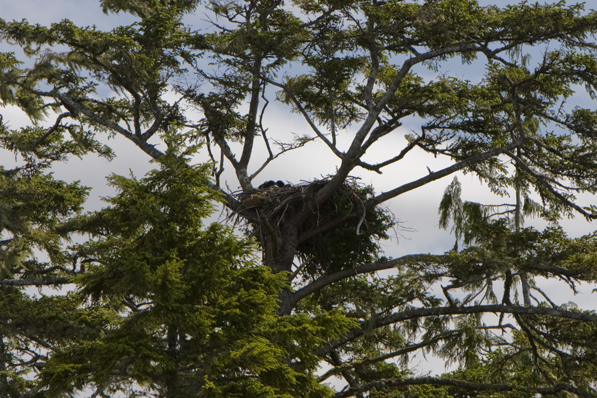Bald eagle nest with two baby bald eagles in it
