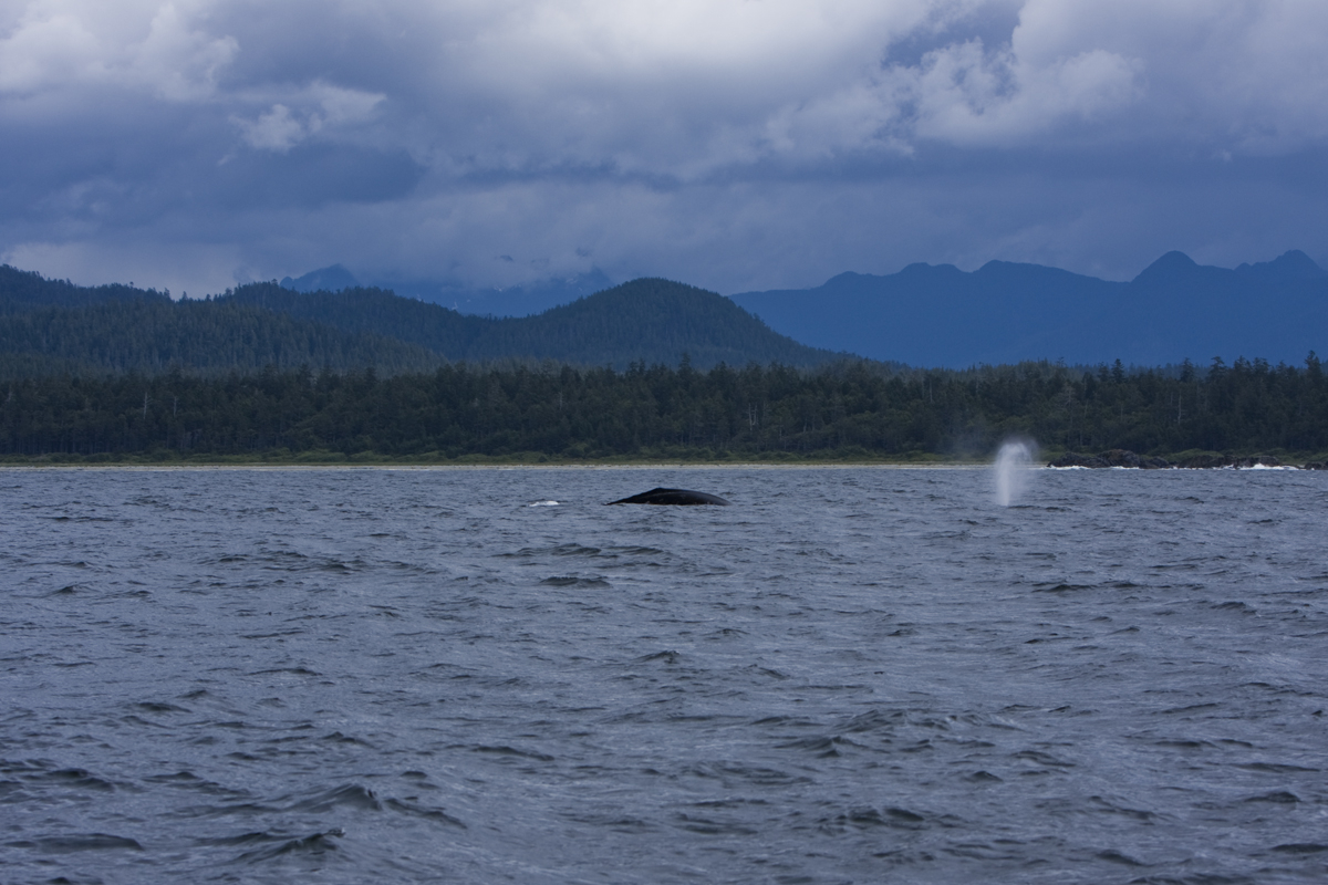 Two grey whales

