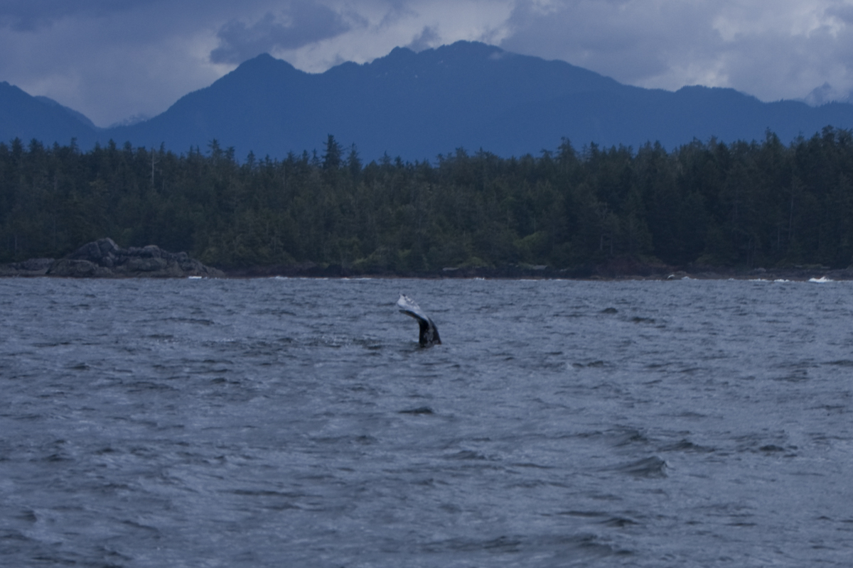 Grey whale tail
