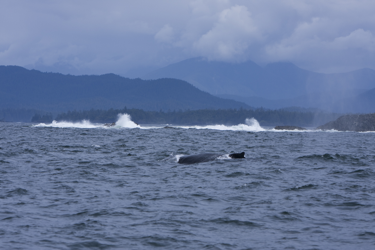 Humpback whale
