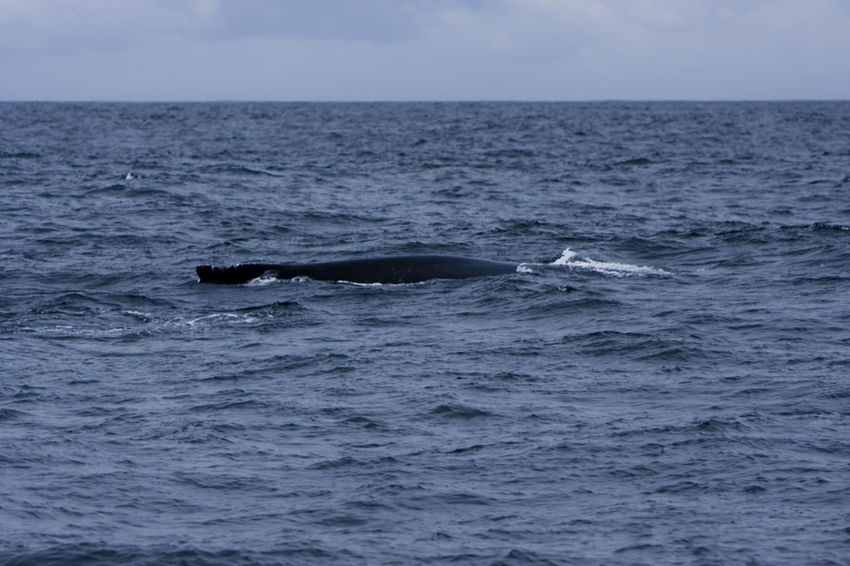 Humpback whale

