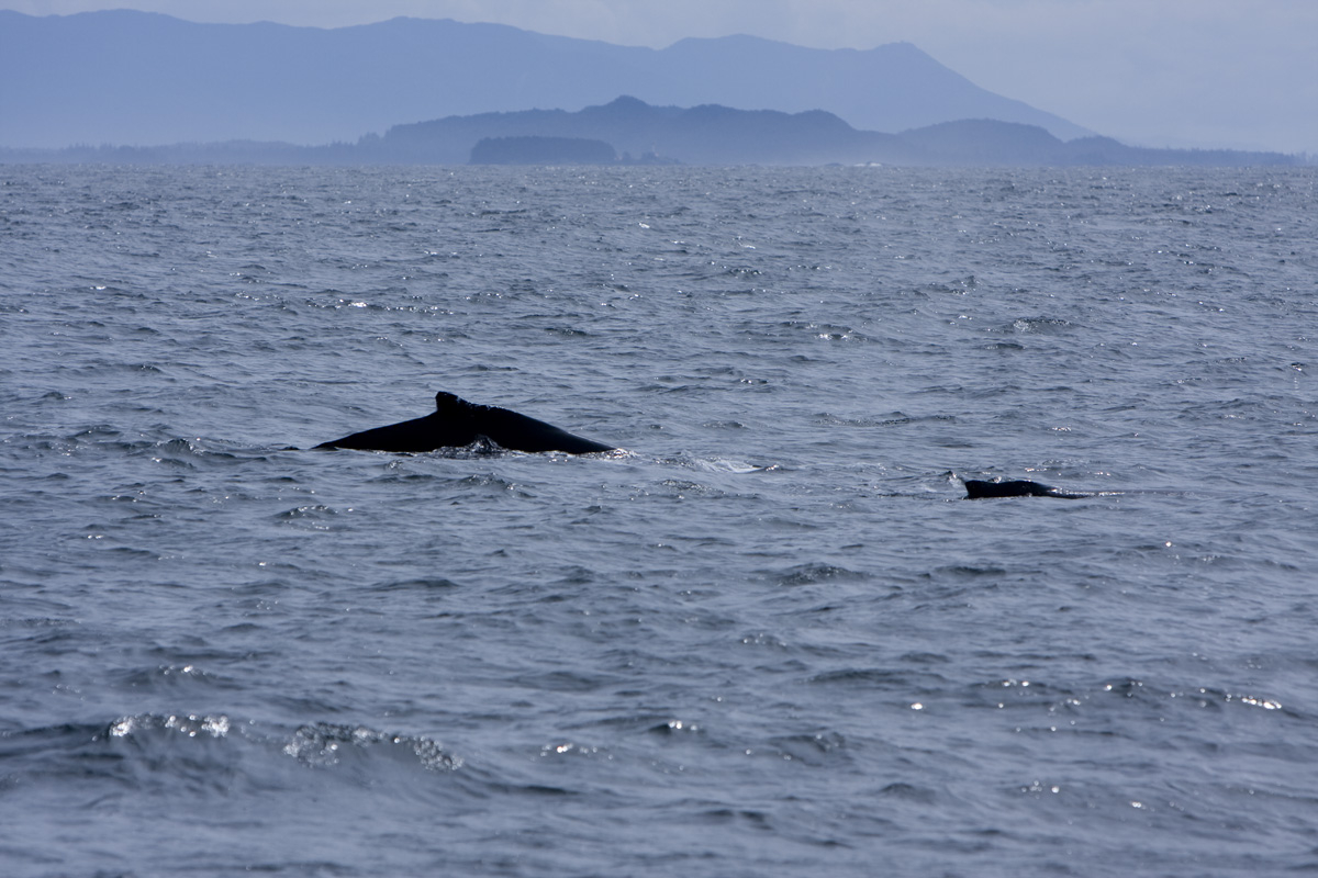 Mother & baby humpback whales

