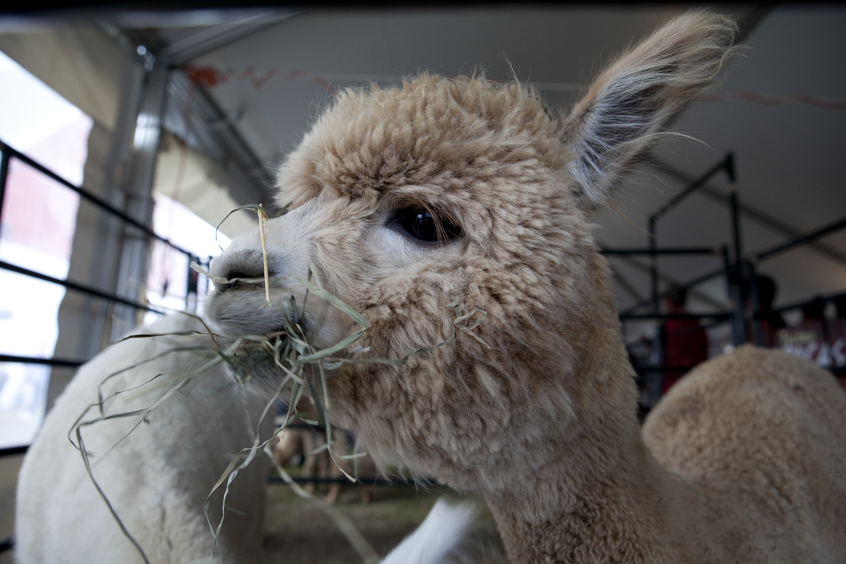 Alpaca

