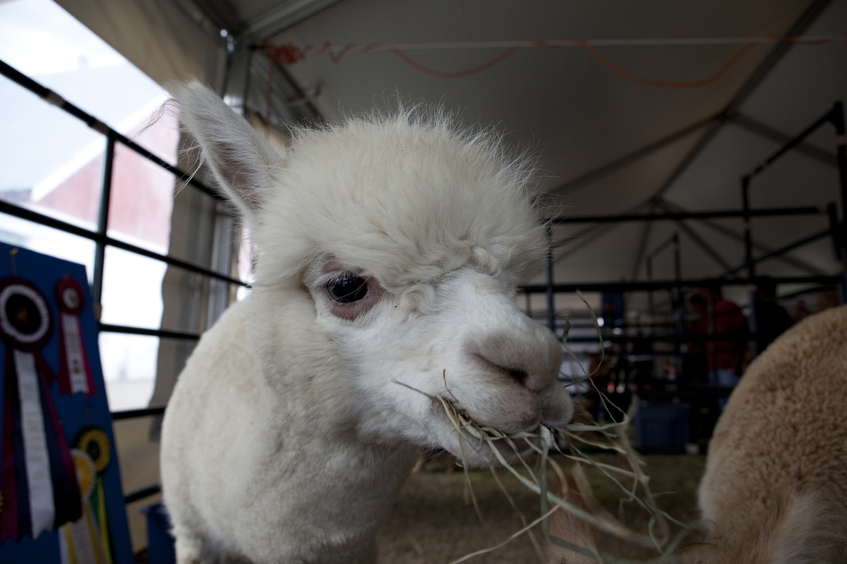 Alpaca

