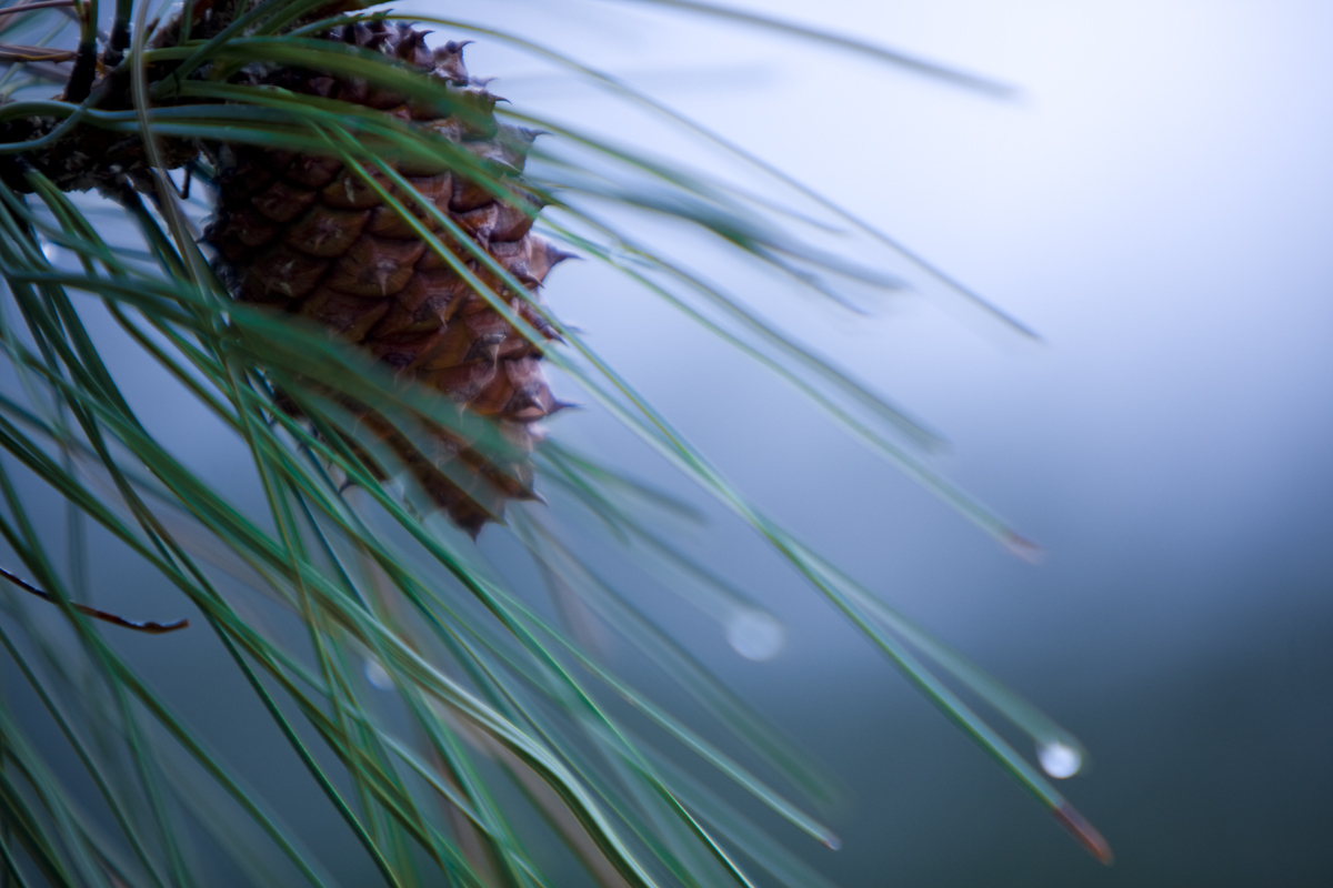 Pine cone
