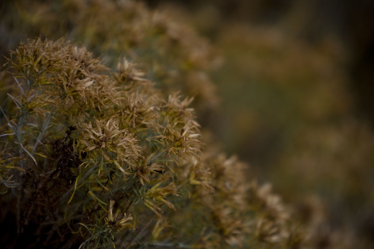 Wild vegetation
