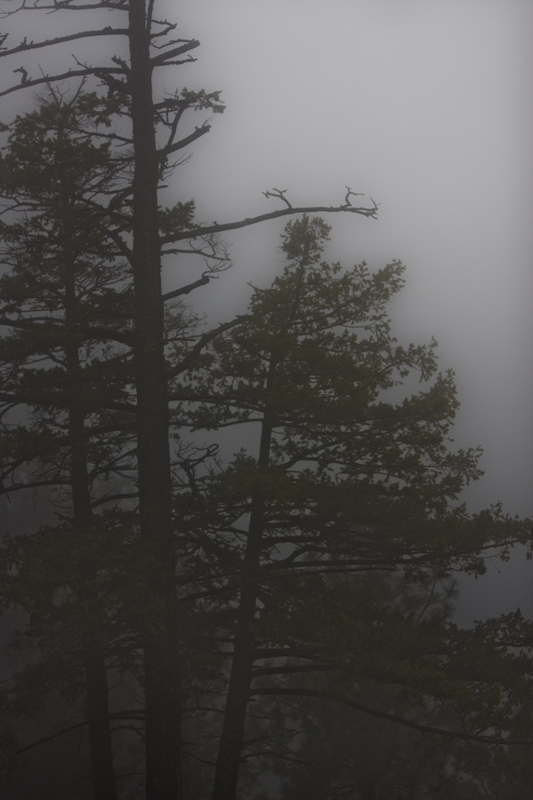 Fogged in
