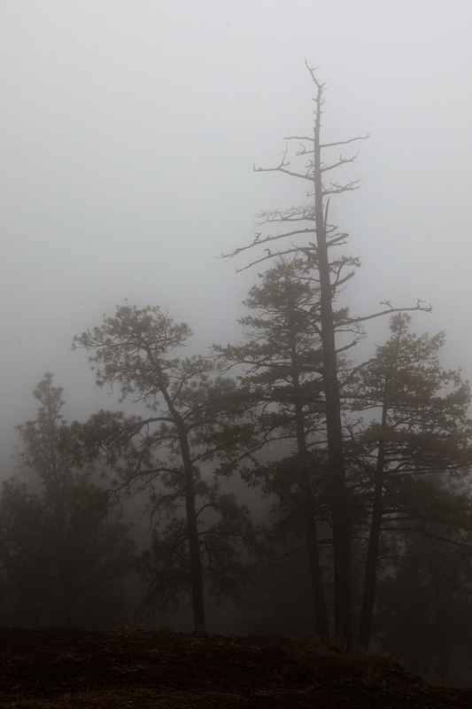 Foggy
