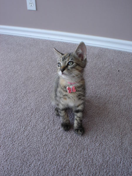 If you're cute and you know it say 'meow'
