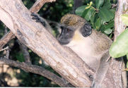 Filename=1999-11-02-monkey01.jpg
Filesize=48KiB
Dimensions=870x600
Date added=Oct 04, 2005 1999-11-02-monkey01.jpg