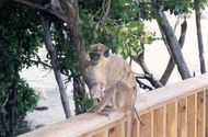 Filename=1999-11-02-monkey02.jpg
Filesize=45KiB
Dimensions=882x579
Date added=Oct 04, 2005 1999-11-02-monkey02.jpg
