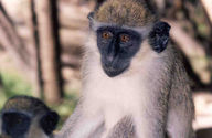 Filename=1999-11-02-monkey03.jpg
Filesize=31KiB
Dimensions=882x574
Date added=Oct 04, 2005 1999-11-02-monkey03.jpg