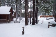 2001-11-30-tahoe-black-bear01.JPG